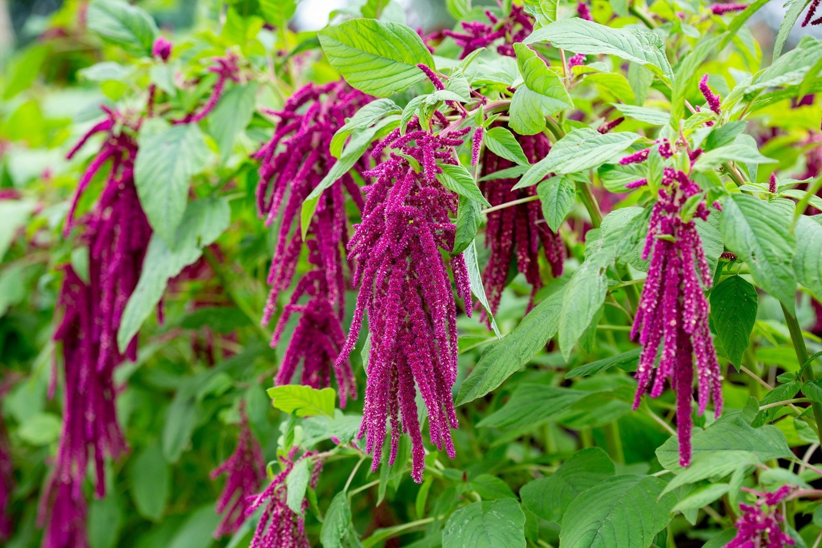 Love Lies Bleeding (Amaranthus caudatus) Free Shipping! FREE SHIPPING