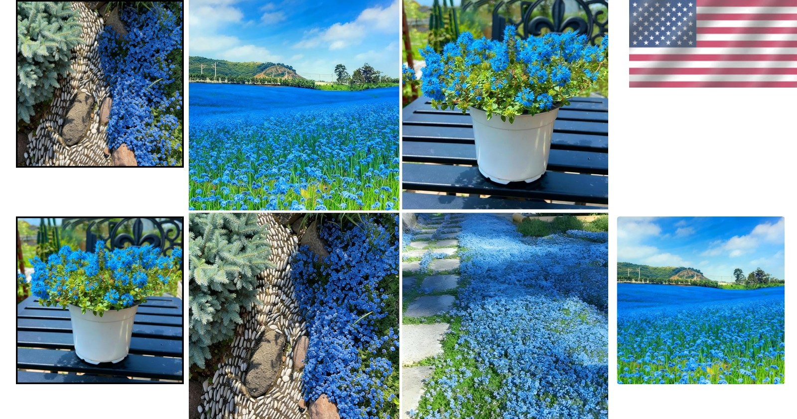 20000+ Perennial Creeping Thyme Seeds Wild Creeping Thyme Seeds for Planting