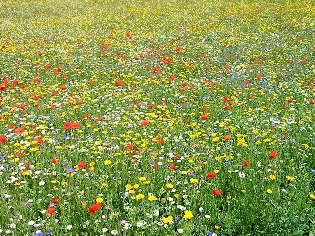 2001+Tall NATIVE WILDFLOWER MIX Seeds 19 Flowering Annuals Cut Flowers Fast Easy