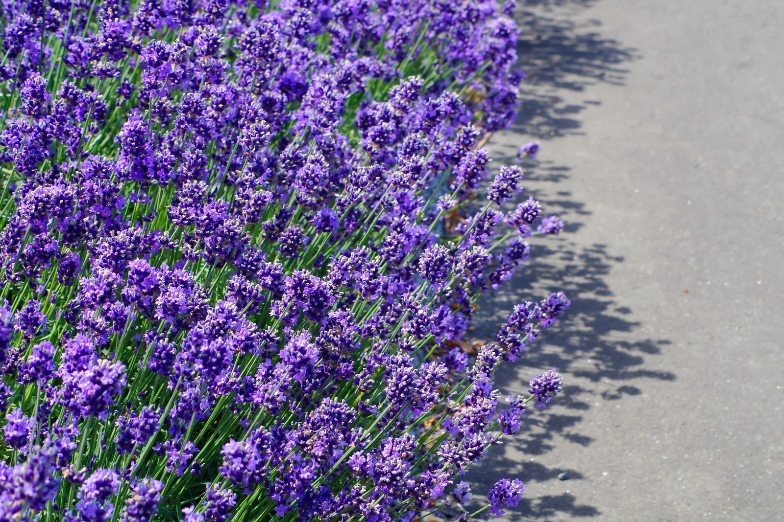 20 DWARF MUNSTEAD LAVENDER English Lavandula Angustifolia Flower Herb Seeds
