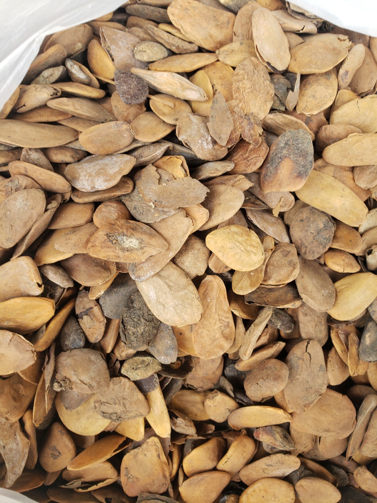 Abere POWDER Miracle Seeds (Hunteria Umbellata) Diabetes seeds