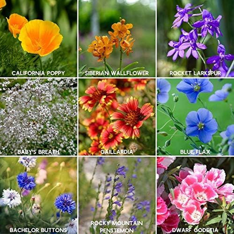 Rocky Mountain Wildflower Seeds Mix – 1 Lb Seed Pouch – 22 Wild Flower Seed Vari