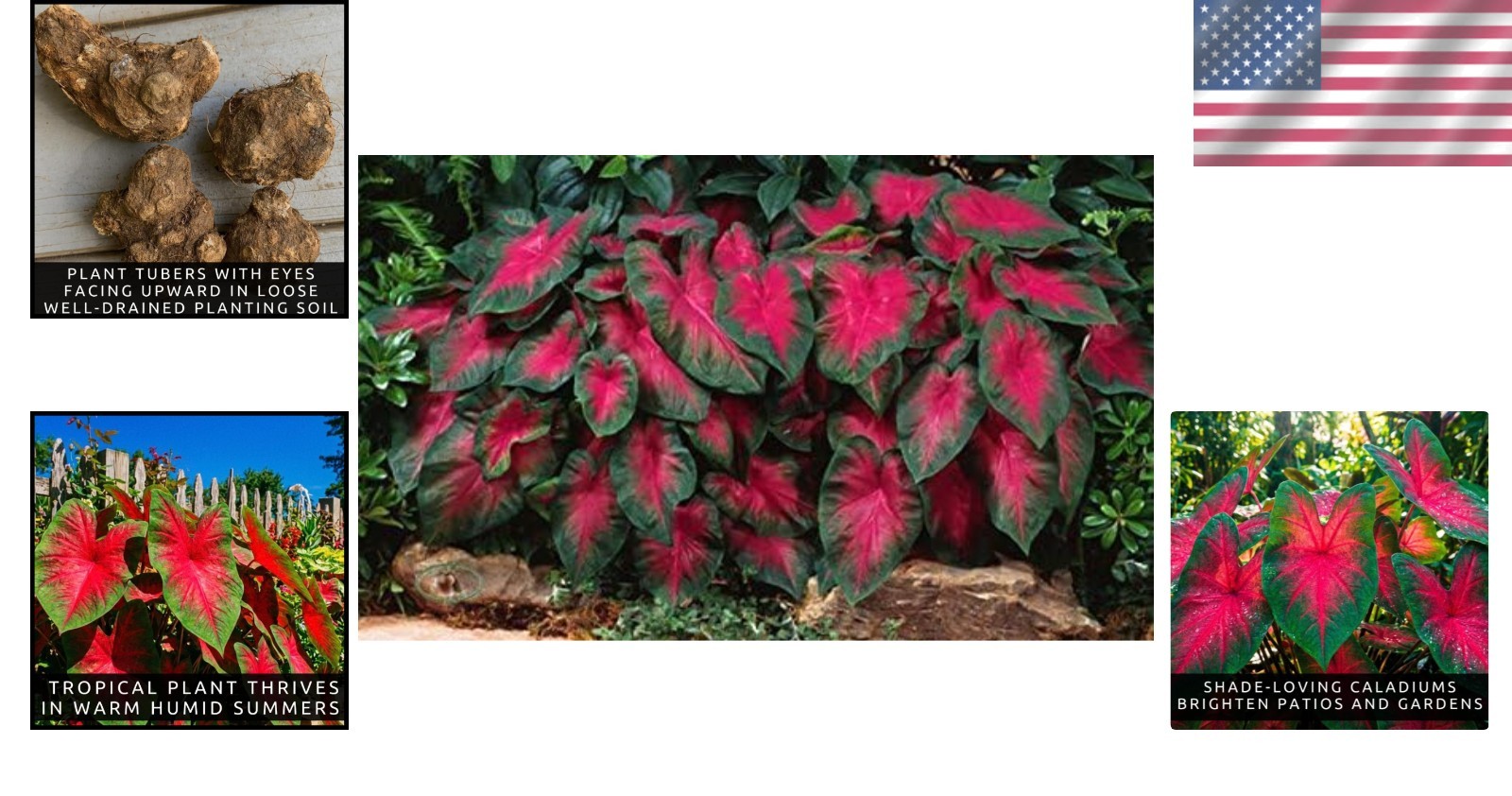 Caladium Buck Bulbs – Elegance for Shady Gardens