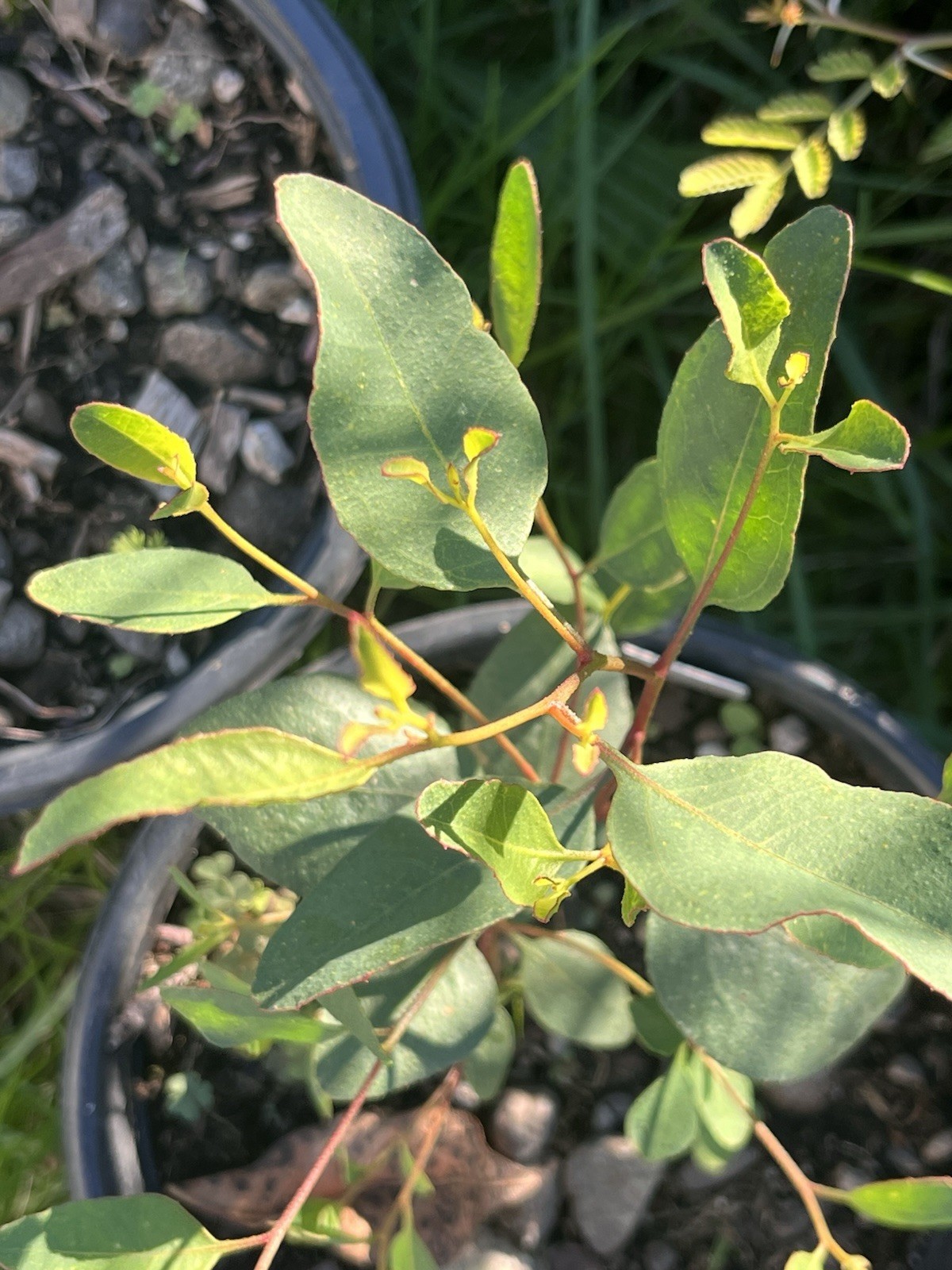 Eucalyptus cernua Seeds – ‘Red flowered Moort’