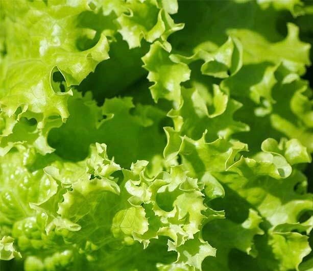 4000+ Lettuce Seeds – Leaf – Grand Rapids, Heirloom, non-GMO Seeds
