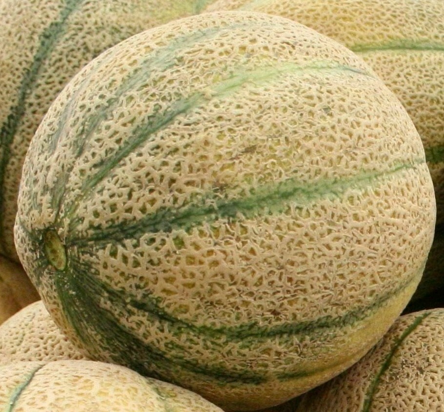 CANTALOUPE SEEDS HALES’S BEST JUMBO 50+ SUMMER garden VINE fruit FREE SHIPPING