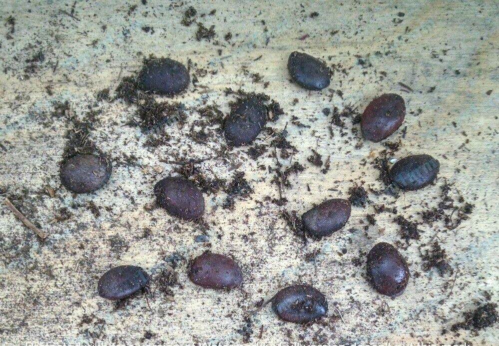 15 American Native Persimmon Tree STRATIFIED Seeds – Diospyros Virginiana