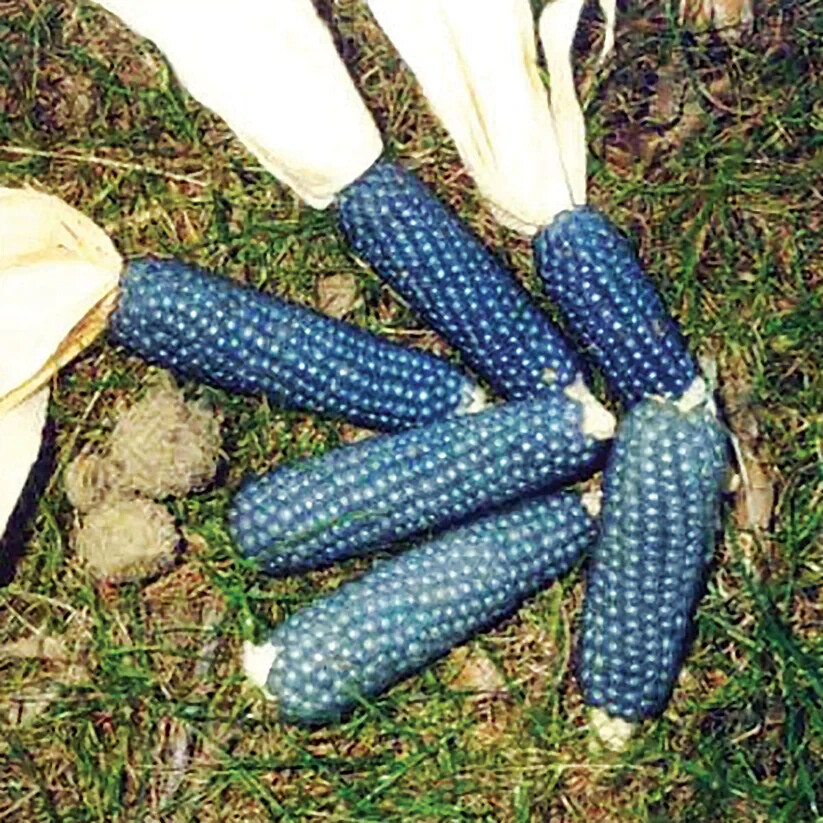 Miniature BLUE Ornamental Pop Corn Seeds~Easy, Delicious POPCORN or DECORATION