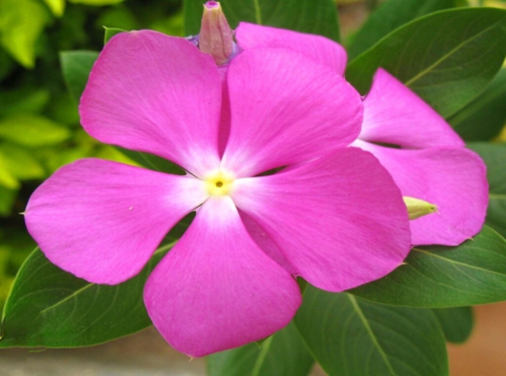 1200 Periwinkle Seeds Madagascar Mix Perennial Flowers – Catharanthus roseus