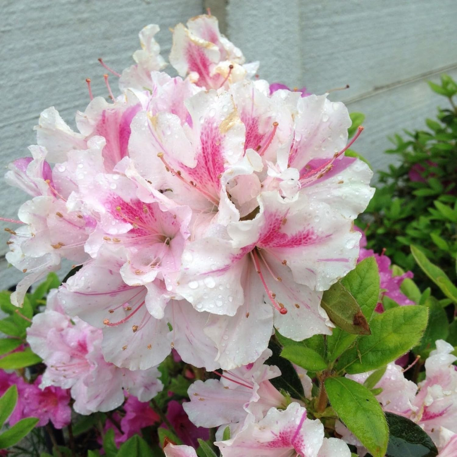 100+ Azalea Flower Seed for Planting Ornamental Flowering Plant Attract Butterfl
