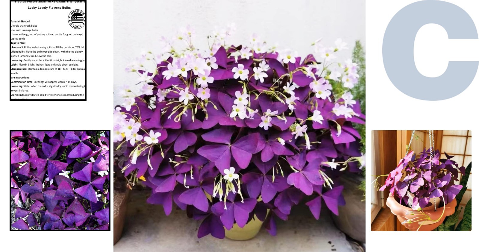 Transform Your Space with 12+ Purple Shamrock Bulbs – Easy & Beautiful Gardening