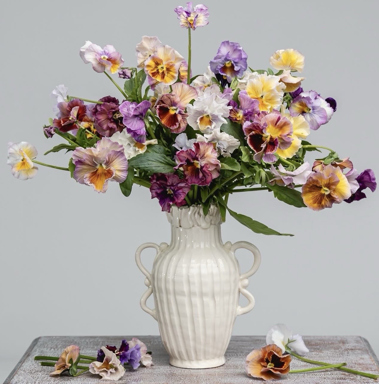 Flamenco Pansy Seeds Italian Purple Yellow Pink Blue Ruffled Mix from Onings
