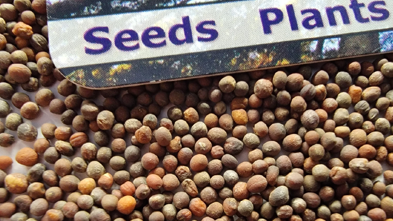 Broccoli Seeds (Waltham 29)