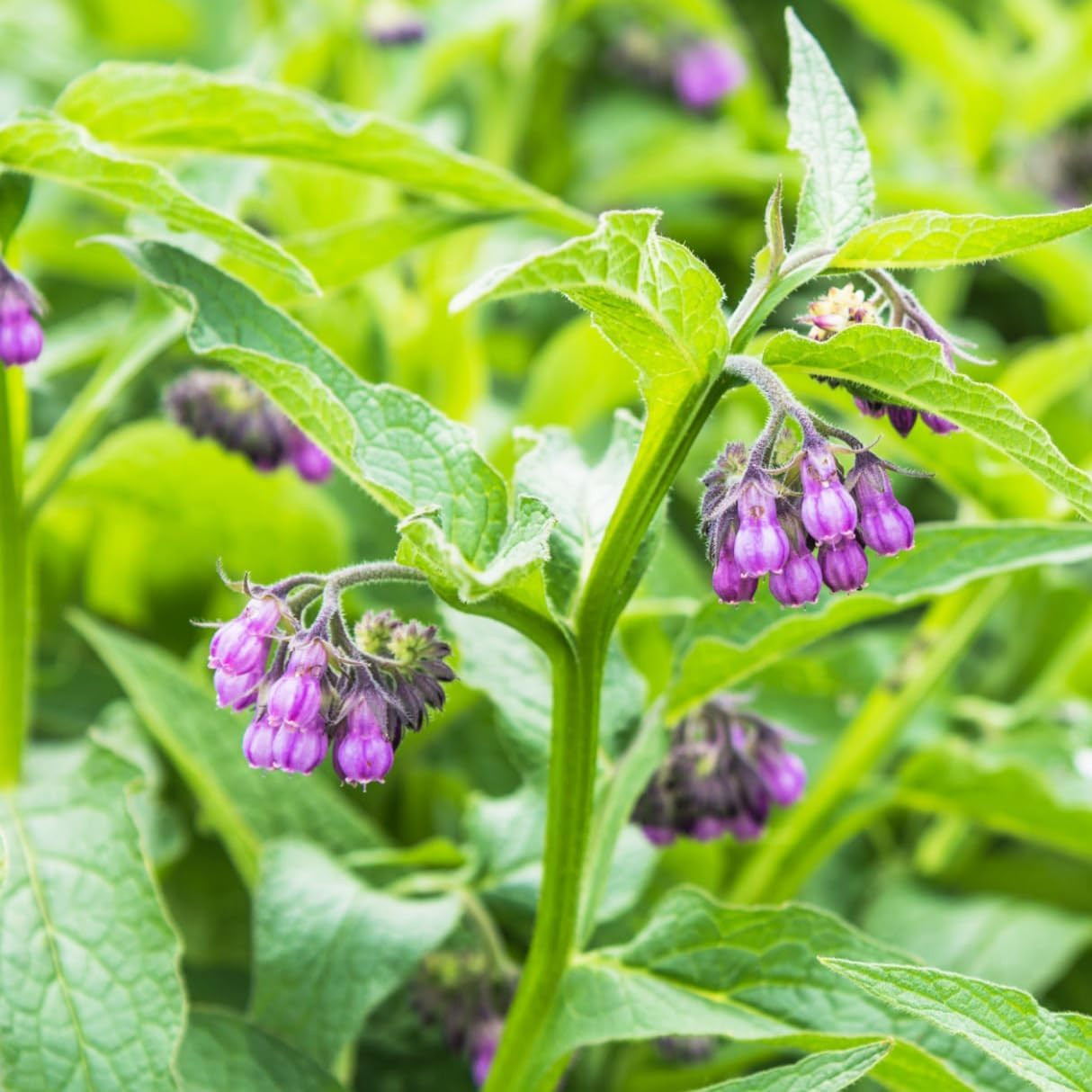 80+ Seed Symphytum Officinale Comfrey Herb Plant Seeds for Planting Heirloom Non