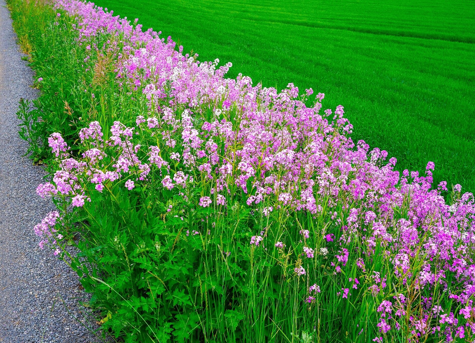 Dame’s Rocket Seeds | Sweet Violet Purple Wildflower Perennial Flower Seed 2025