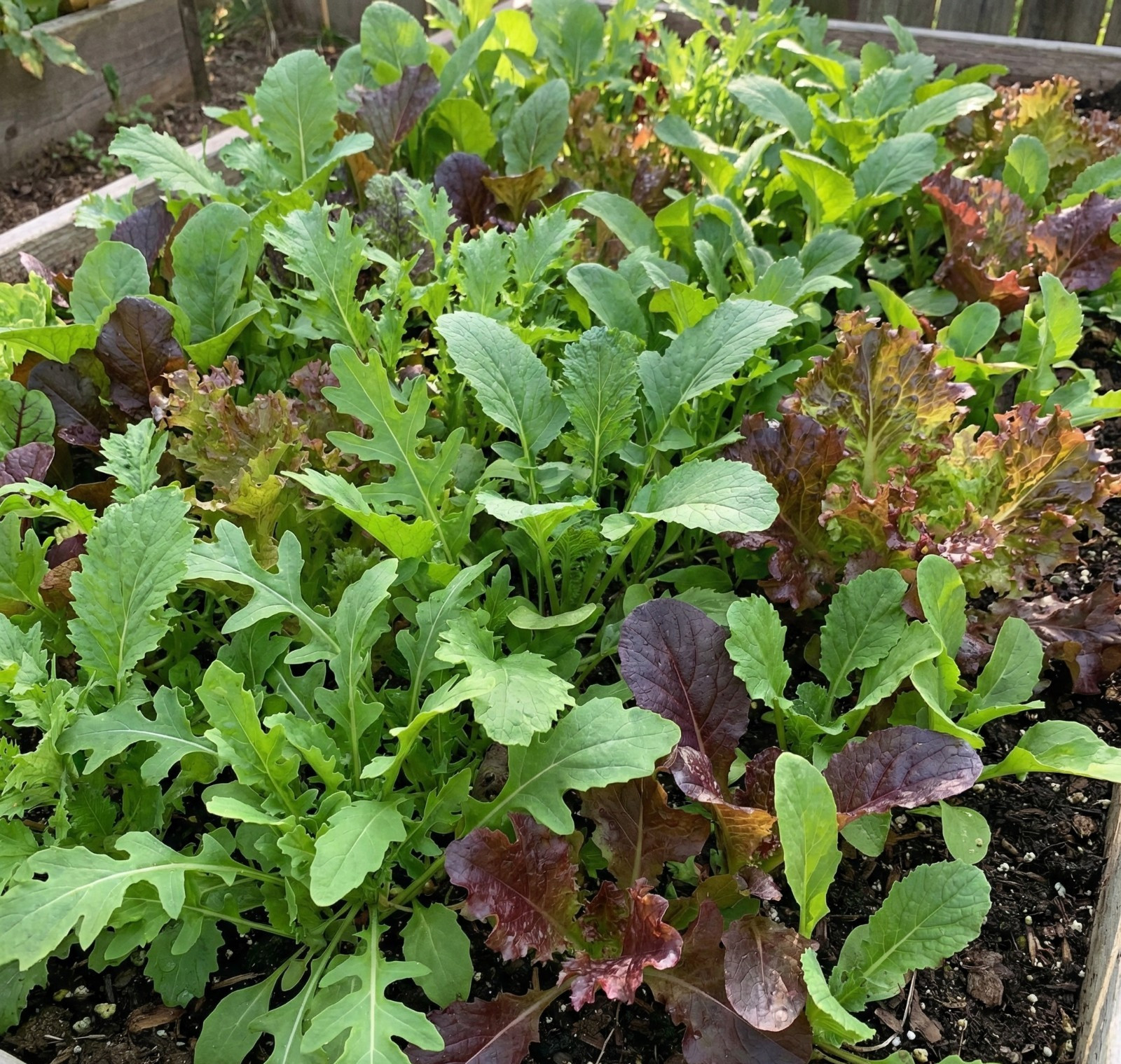 Lettuce MESCLUN MIX Mixed Greens Baby Leaf Cut Come Again Garden 1000 Seeds