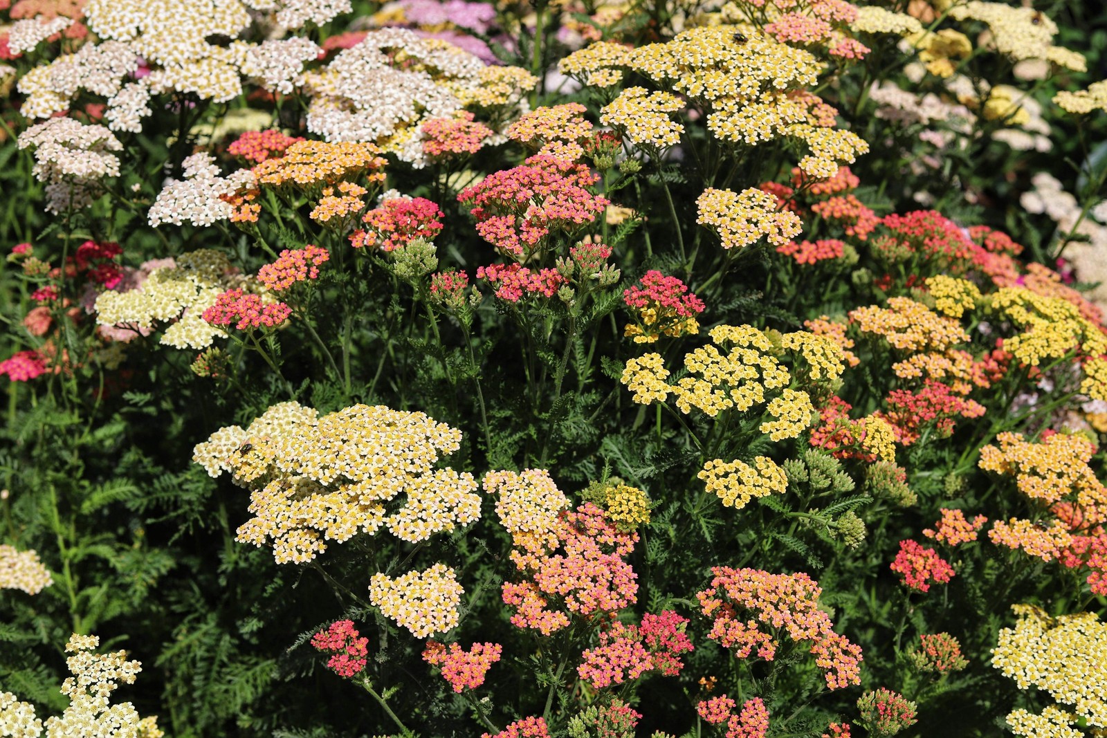 500 MIXED SUMMER YARROW Achillea Millefolium Red Pink White + Herb Flower Seeds