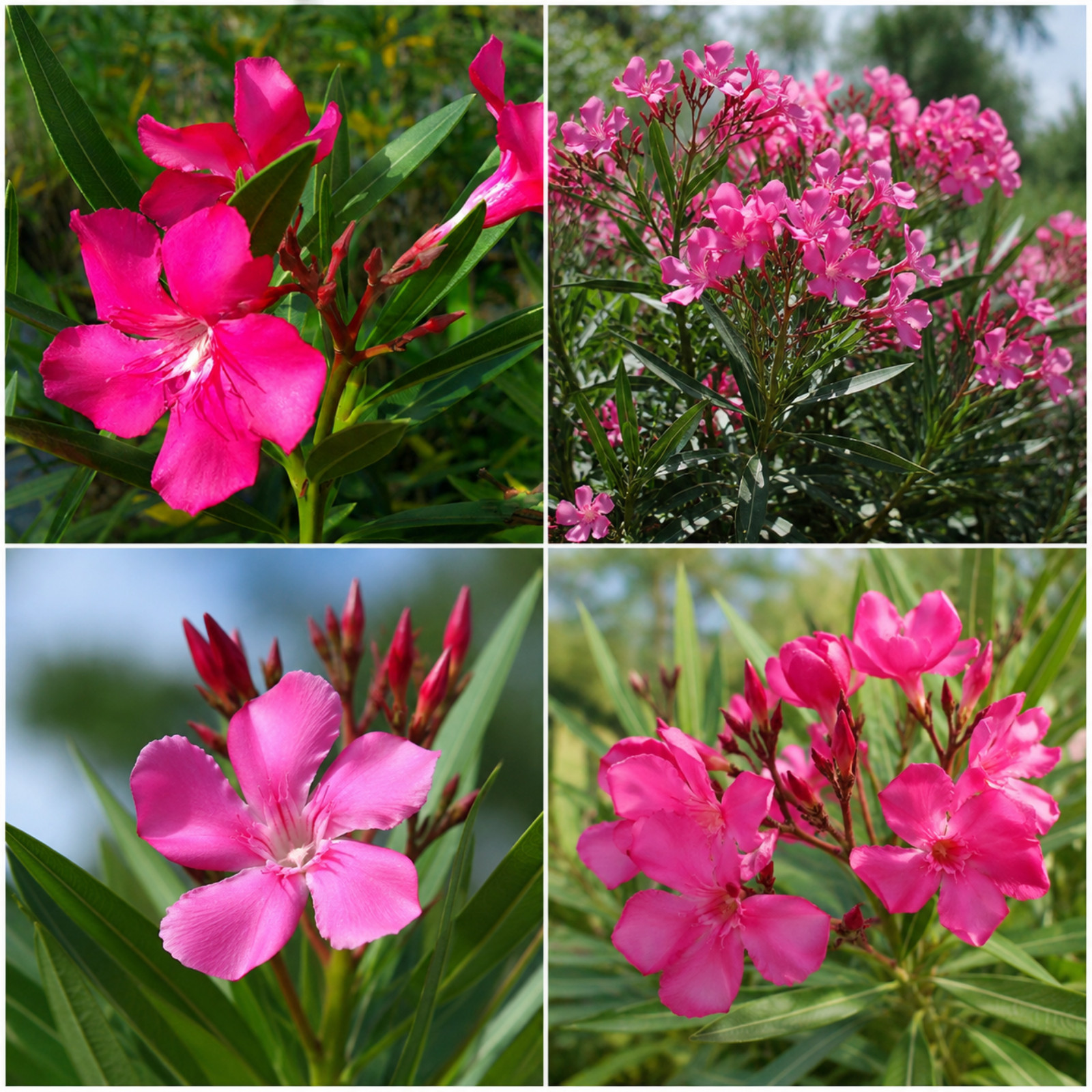 Pink Oleander Live Plant 4-6 Inches Tall Rooted Flowering Shrub
