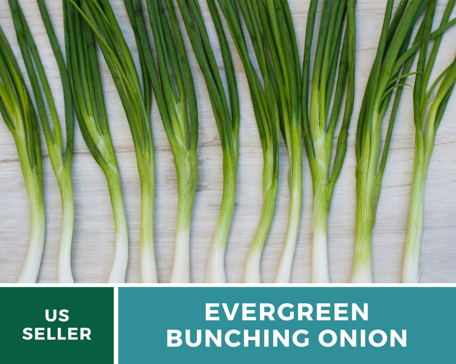 Onion, Evergreen Bunching Scallions – Heirloom Seeds – Heirloom – Non GMO
