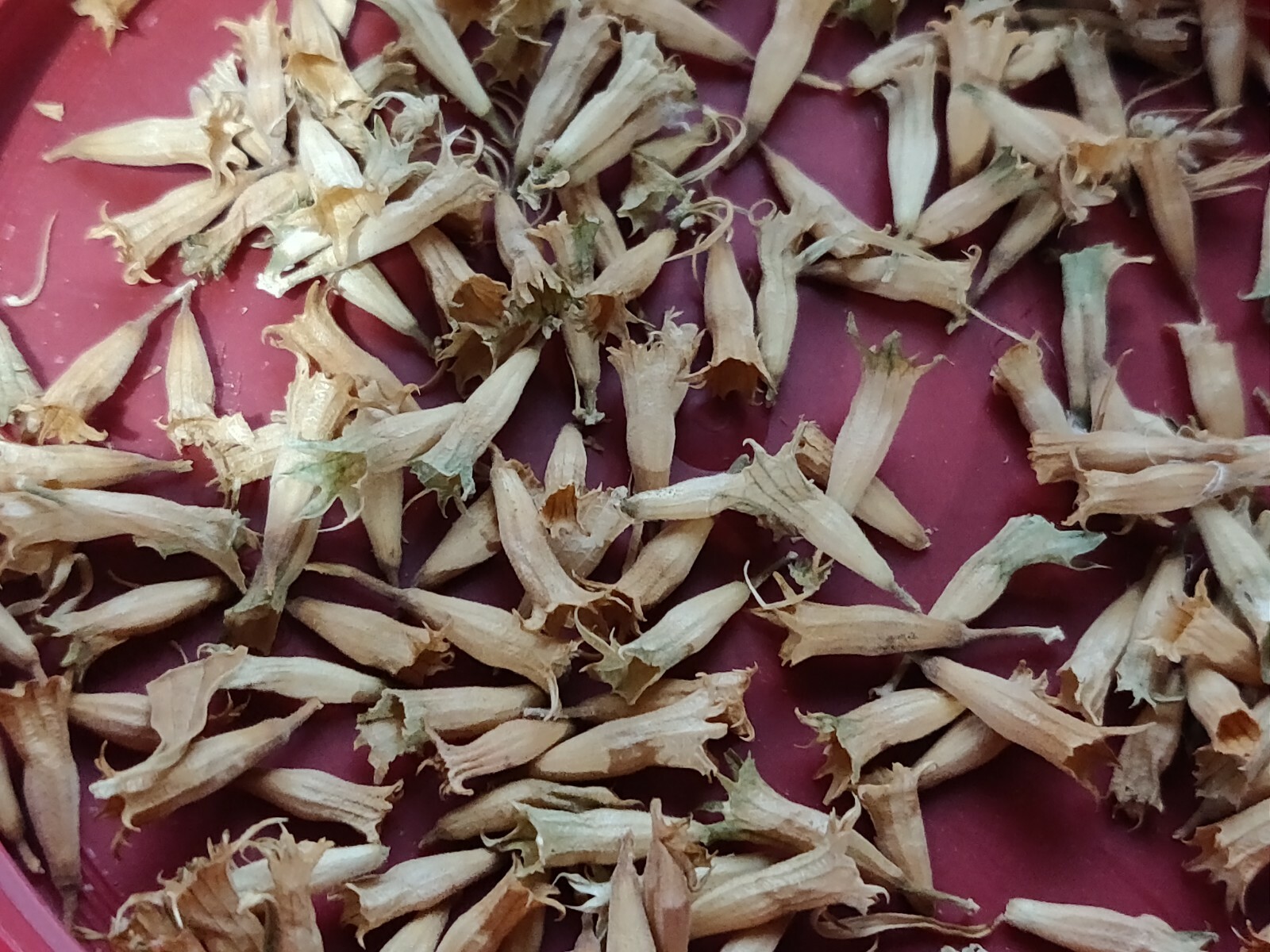 100 WILD DAGGA SEEDS(LEONOTIS LEONURUS/SEMILLAS DE COLA DE LEON