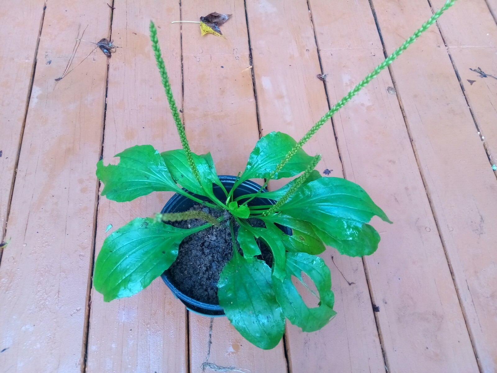 500+ Organic Plantago Major Broadleaf Plantain Seeds.Native Perennial Herb.