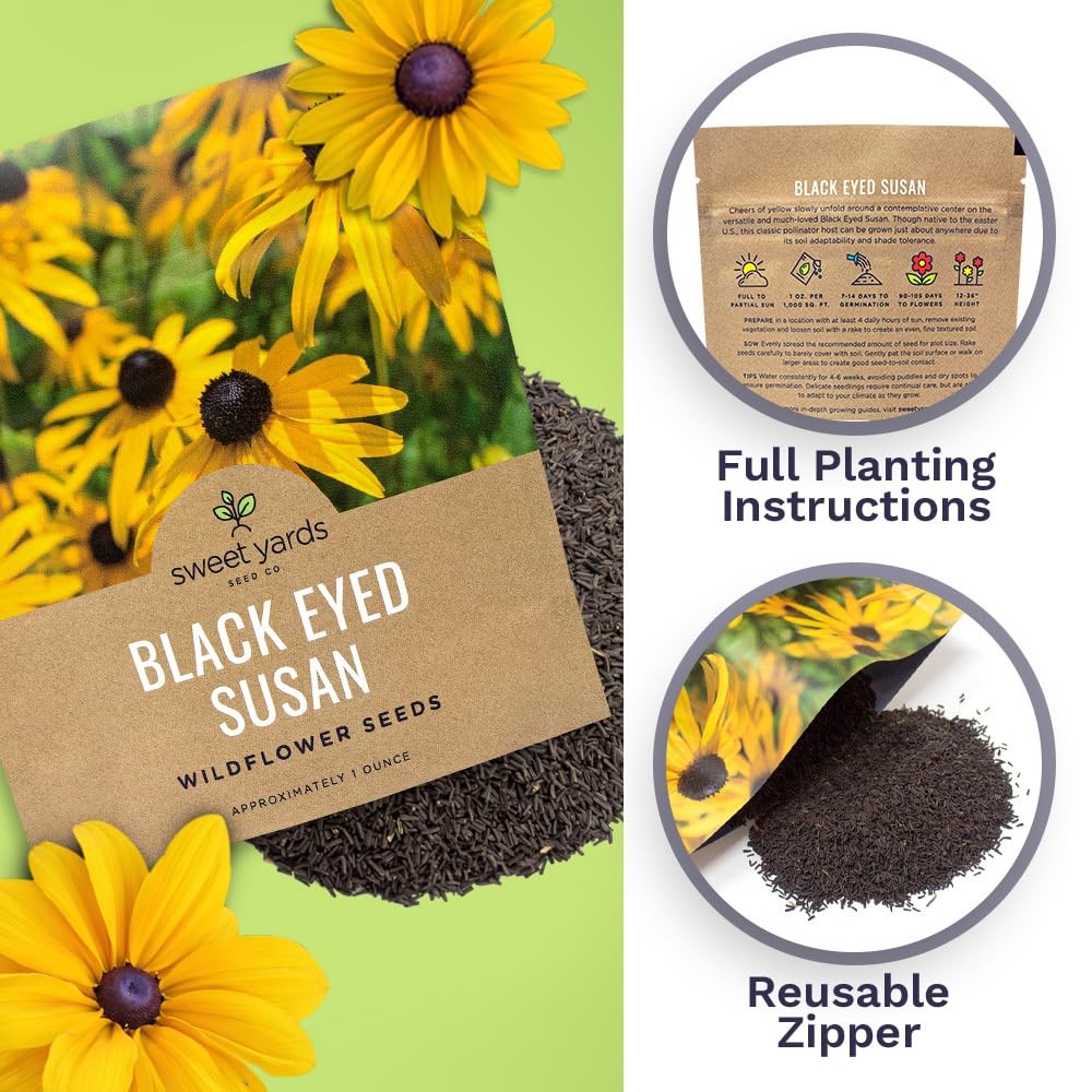 100000 PCS Black Eyed Susan Seeds Large Packet NonGMO Wildflower Hirta USA