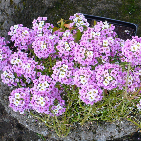 Violet Queen Alyssum Seeds | 100 – 2,000 Seeds | Non-GMO | Free Shipping | 1212