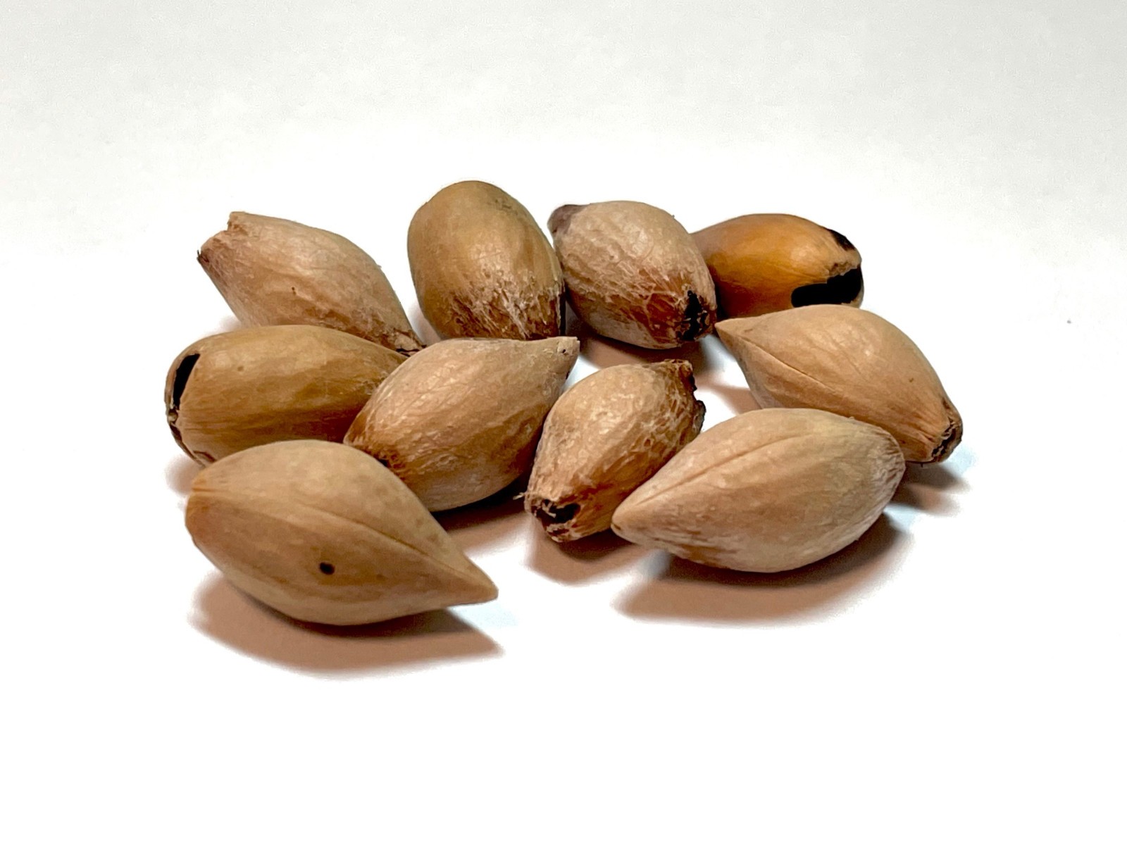 10 – Mexican/Texas Wild Olive Tree Seeds (Cordia boissieri)