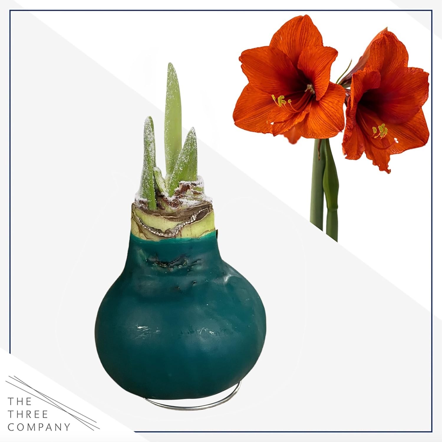 Live Waxed Amaryllis Bulb with Red Blooms – Low Maintenance Indoor/Outdoor Plant