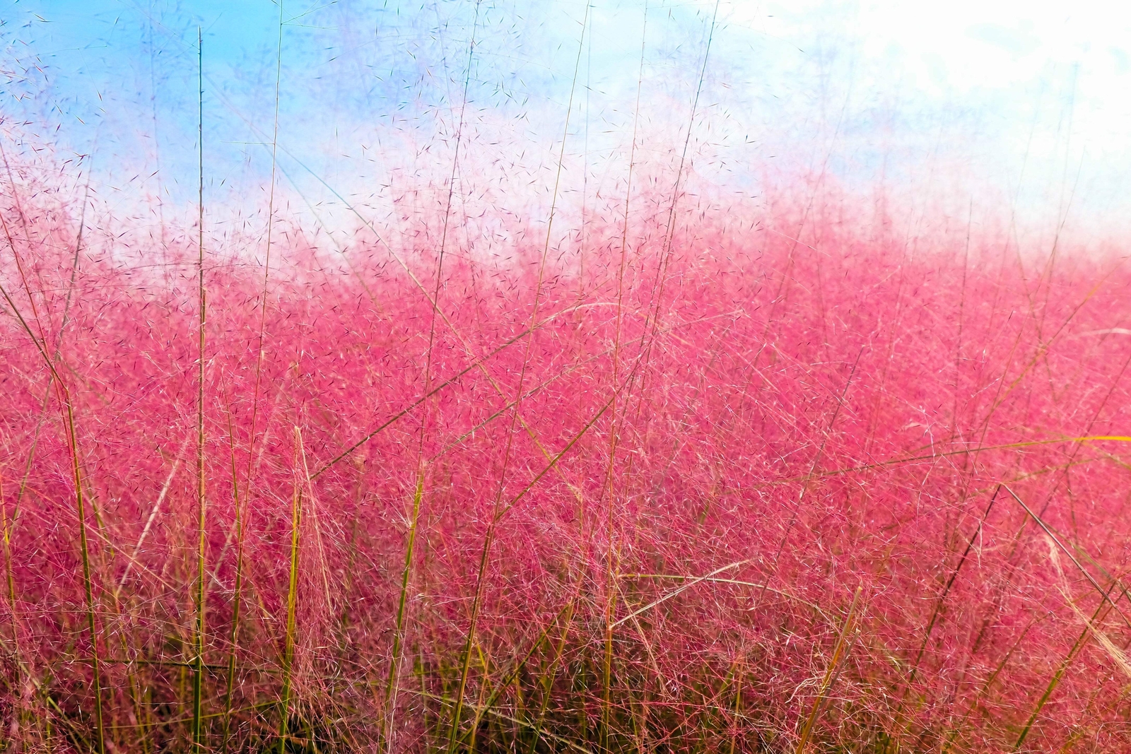 40 PINK MUHLY GRASS Cotton Candy Grass Muhlenbergia Capillaris Native Seeds