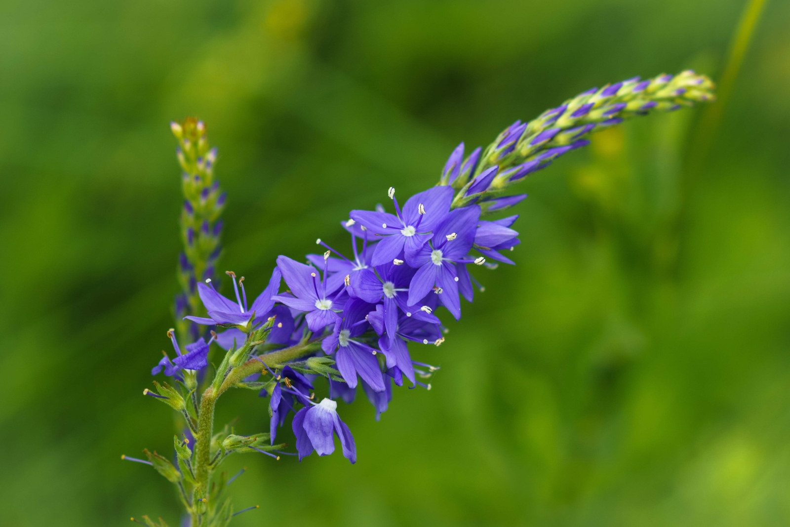 75 ROYAL BLUE SPEEDWELL Veronica Austriaca Teucrium Flower Seeds