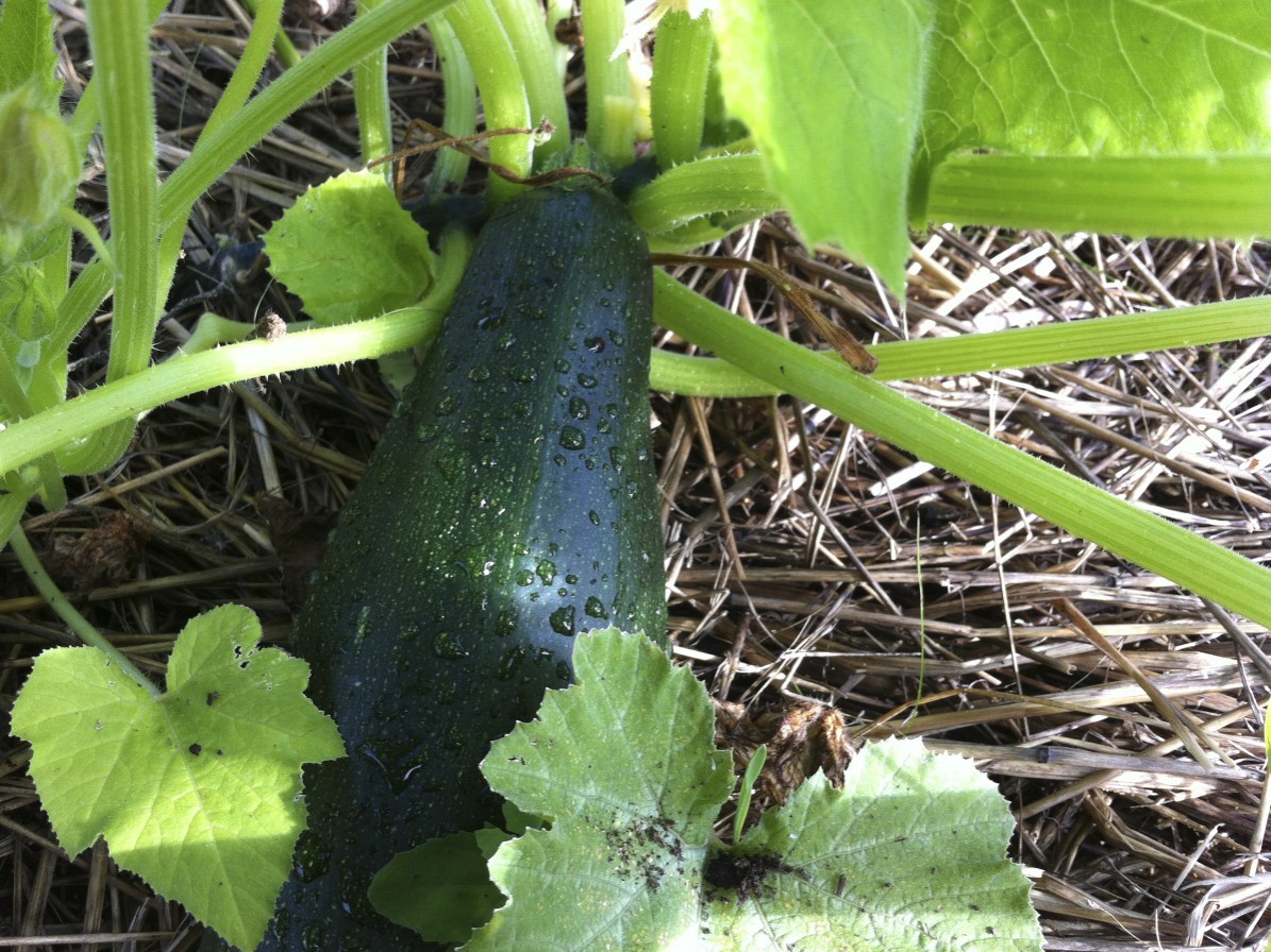 Black Beauty Zucchini Seeds, Summer Squash, NON-GMO, Courgette, FREE SHIPPING