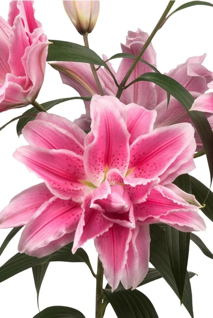 Lilys Flower Bulbs Roselily 4 Rose Lily Double Bulb Mix Pink White Pollen Free