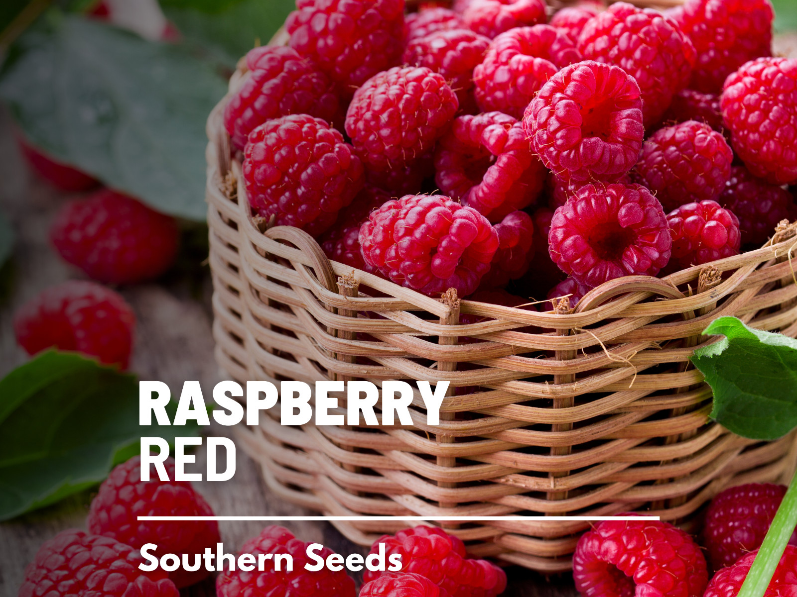 Raspberry, Red European – Heirloom Seeds – Non GMO (Rubus idaeus var. idaeus)
