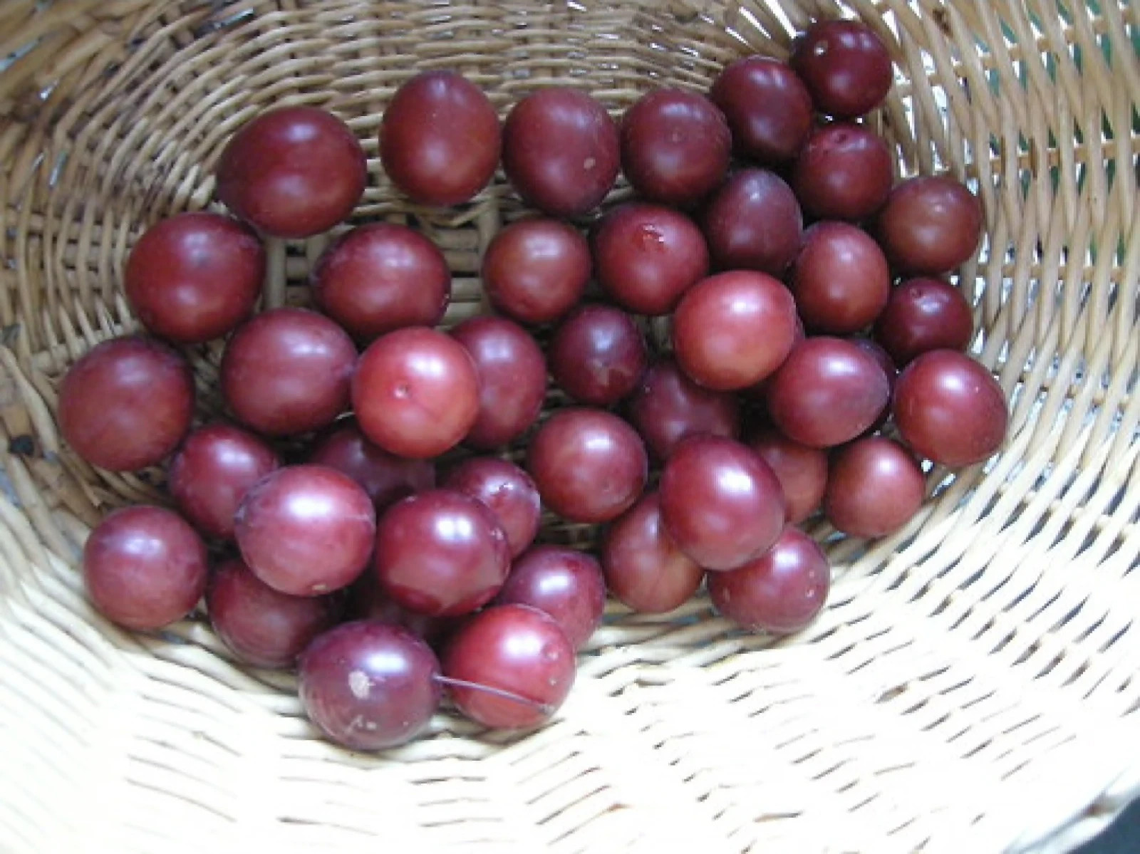 Mirabelle Plum Tree {Prunus myrobalan} Organic 5 seeds Free Shipping!
