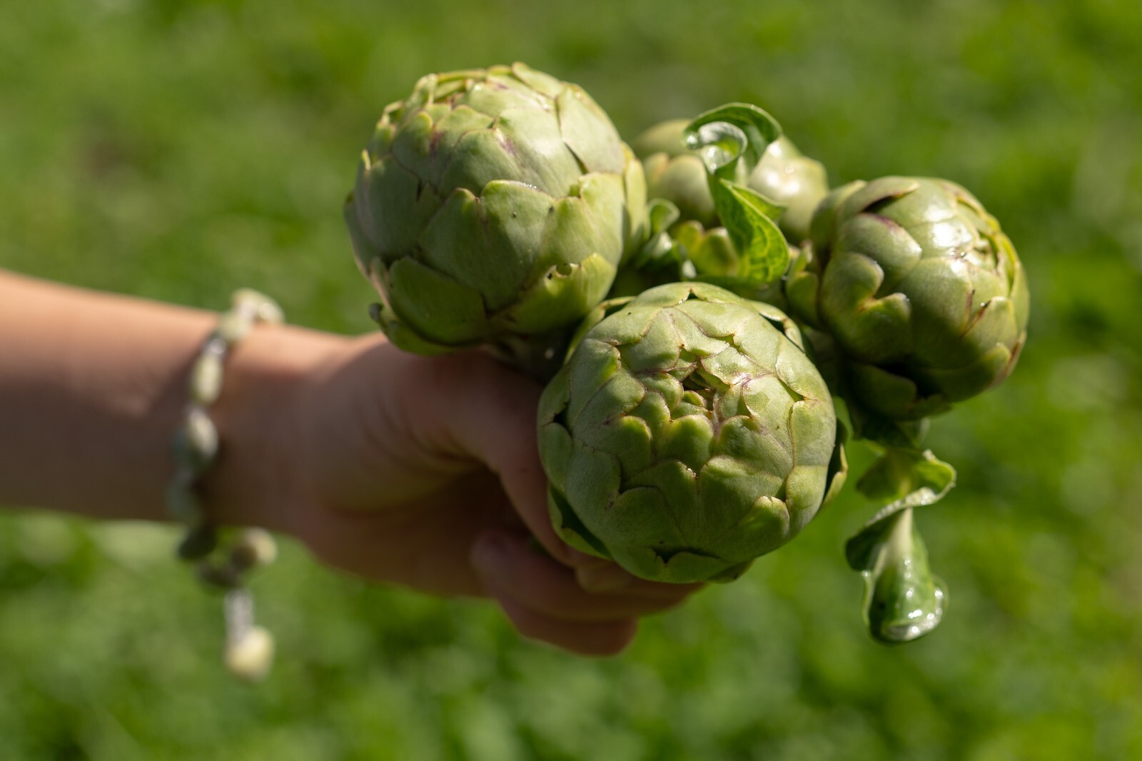 Green Globe Artichoke Seeds