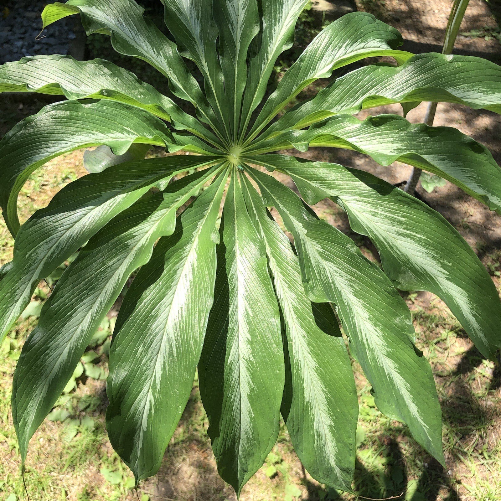 10 ARISAEMA CONSANGUINEUM ‘Silver Center’ Seeds-Himalayan Cobra Lily