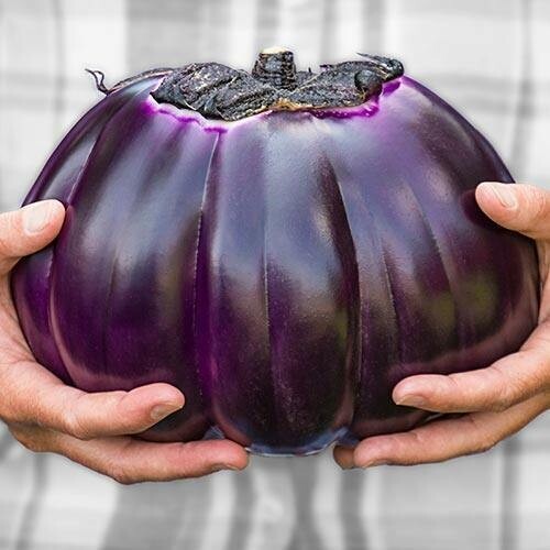 ASWAD Iraqi Eggplant seeds, huge fruits up to 2-3 pounds 25+ Seeds