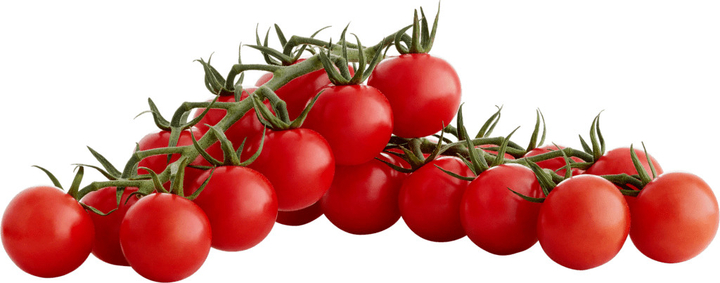 100+ SUGAR BOMB CHERRY TOMATO SEEDS ————– Heirloom – Organic – Non GMO
