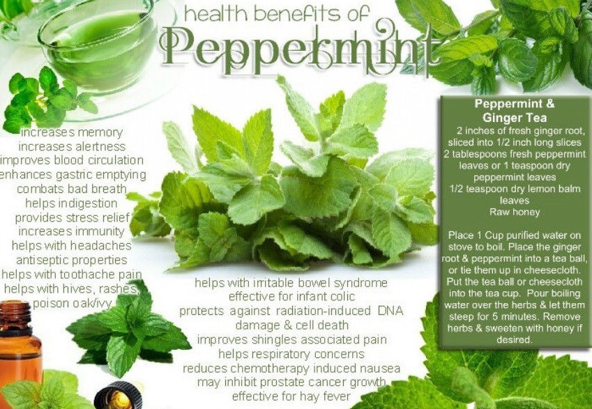 300+PEPPERMINT Seeds Teas Culinary Medicinal Organic Container Shade Garden Herb
