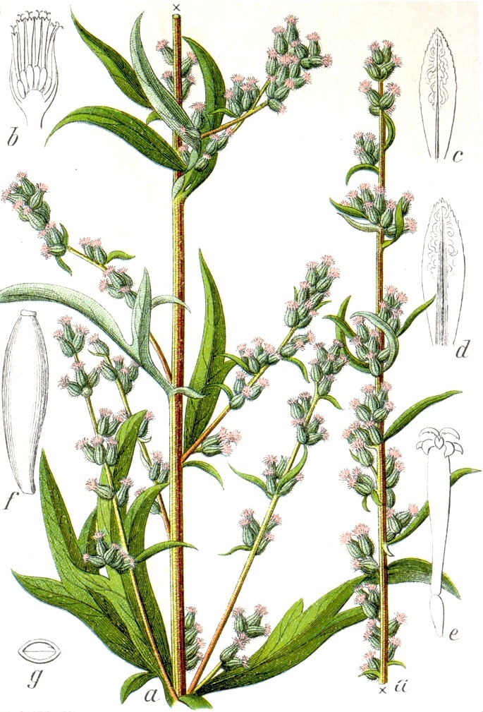 Mugwort Seeds – Artemisia vulgaris – Common Wormwood