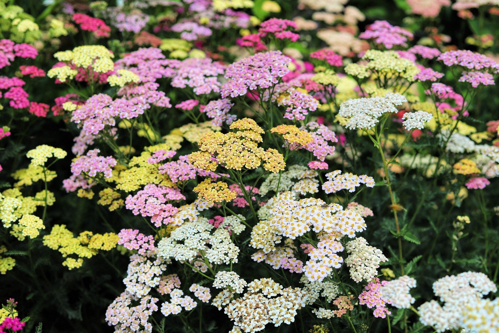 500 MIXED SUMMER YARROW Achillea Millefolium Red Pink White + Herb Flower Seeds