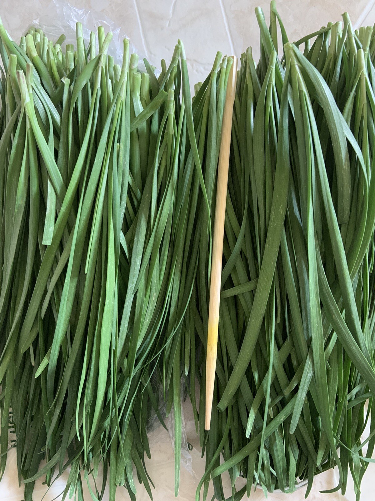 Garlic Chives 韭菜根 40 Live Plant Bare Root Hardy Perennial Herb Organic NON-GMO