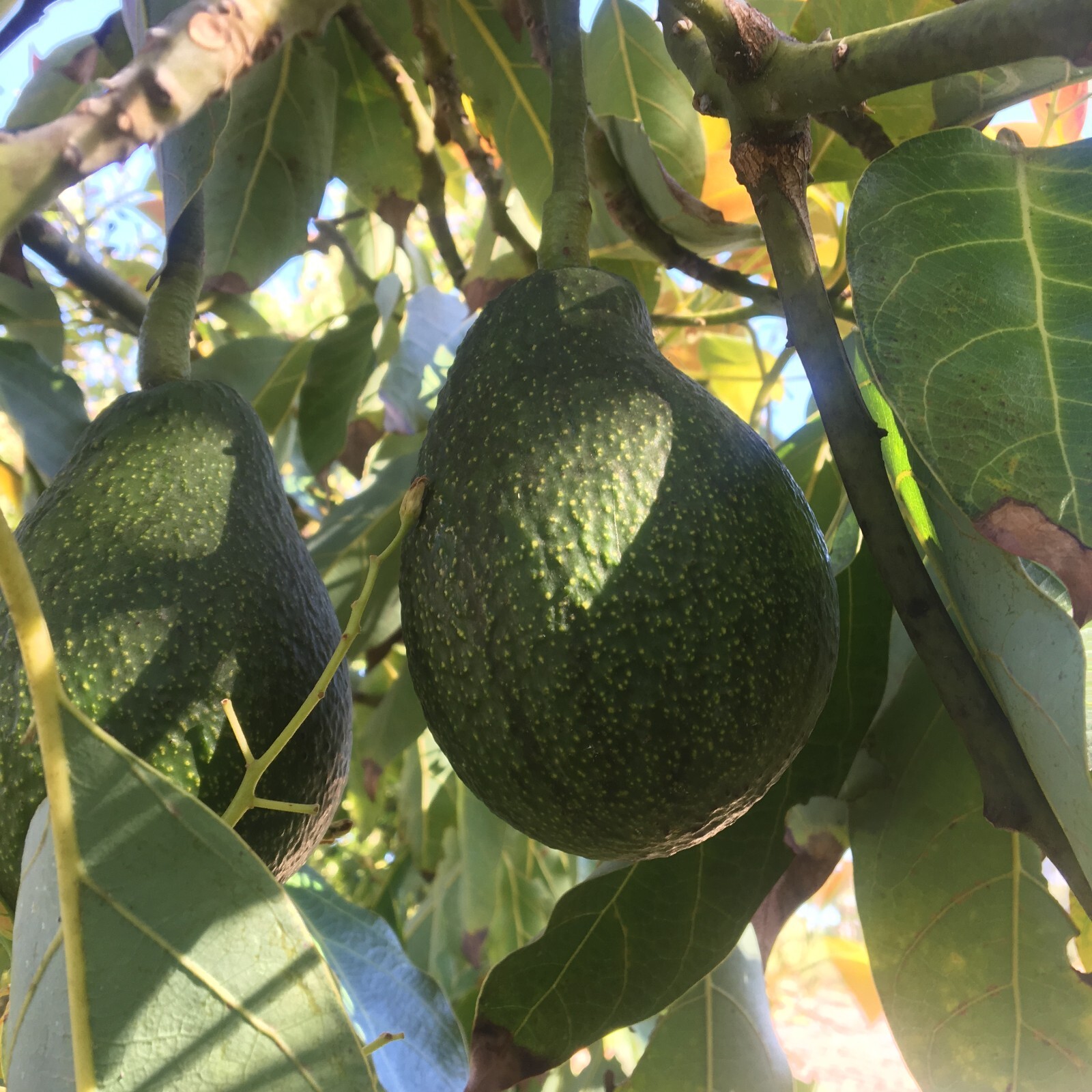 4 Fuerte Avocado Seeds | USA Grown | Non GMO, naturally grown