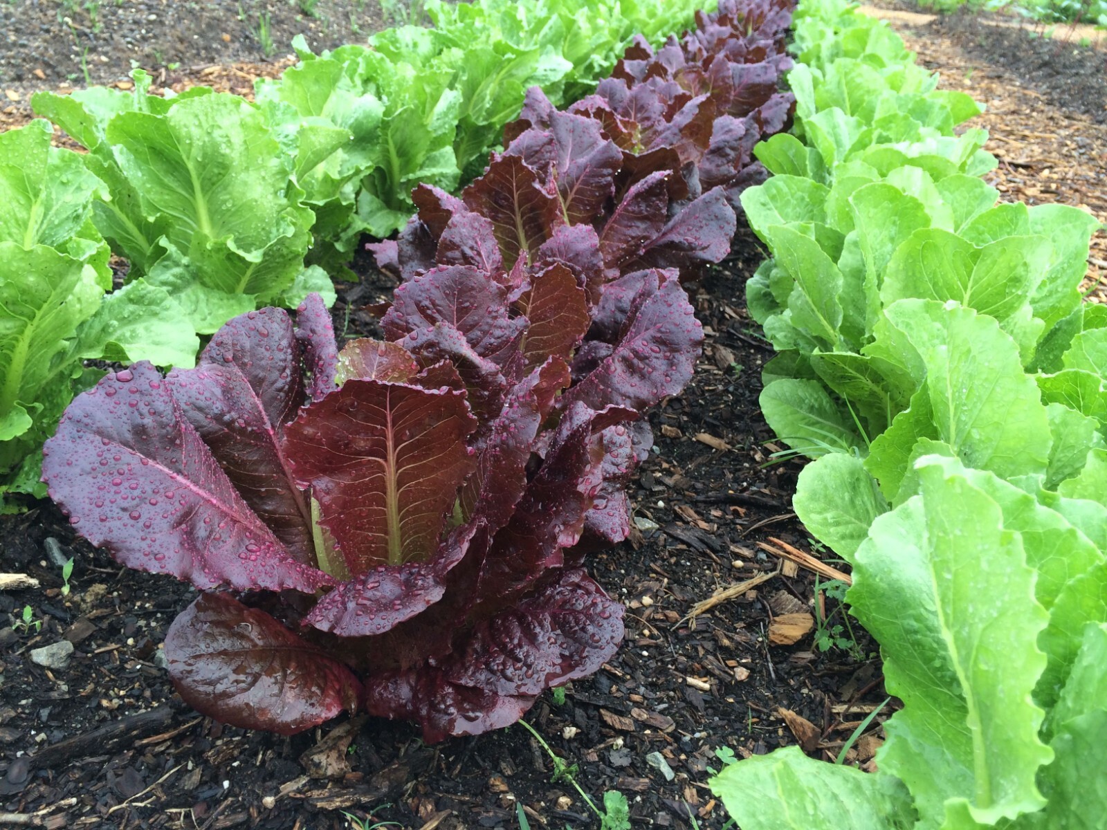1000+ RED ROMAINE LETTUCE SEEDS – HEIRLOOM – ORGANIC – NON GMO ———- FRESH
