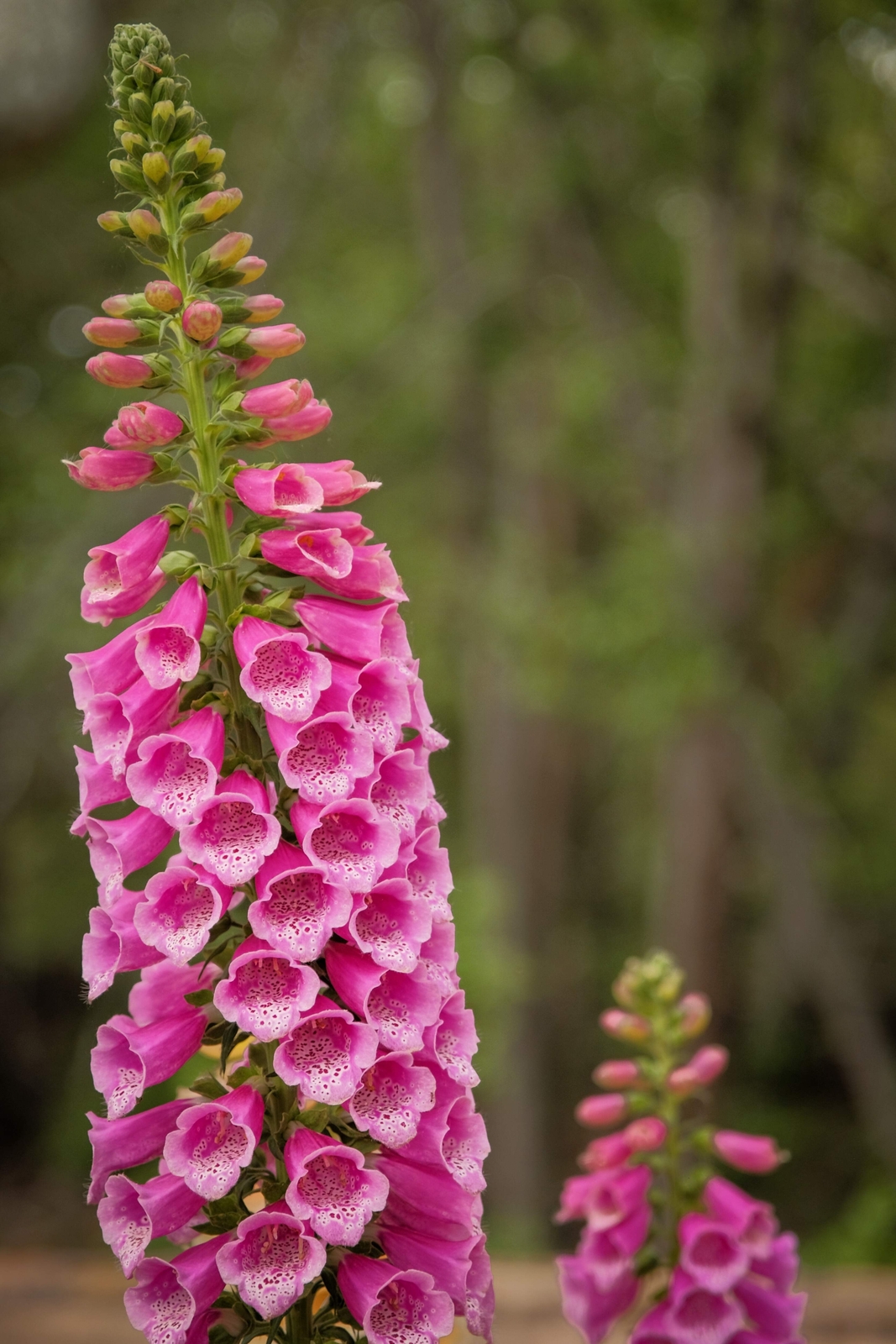 1000 PINK FOXGLOVE Digiitalis Purpurea Flower Seeds