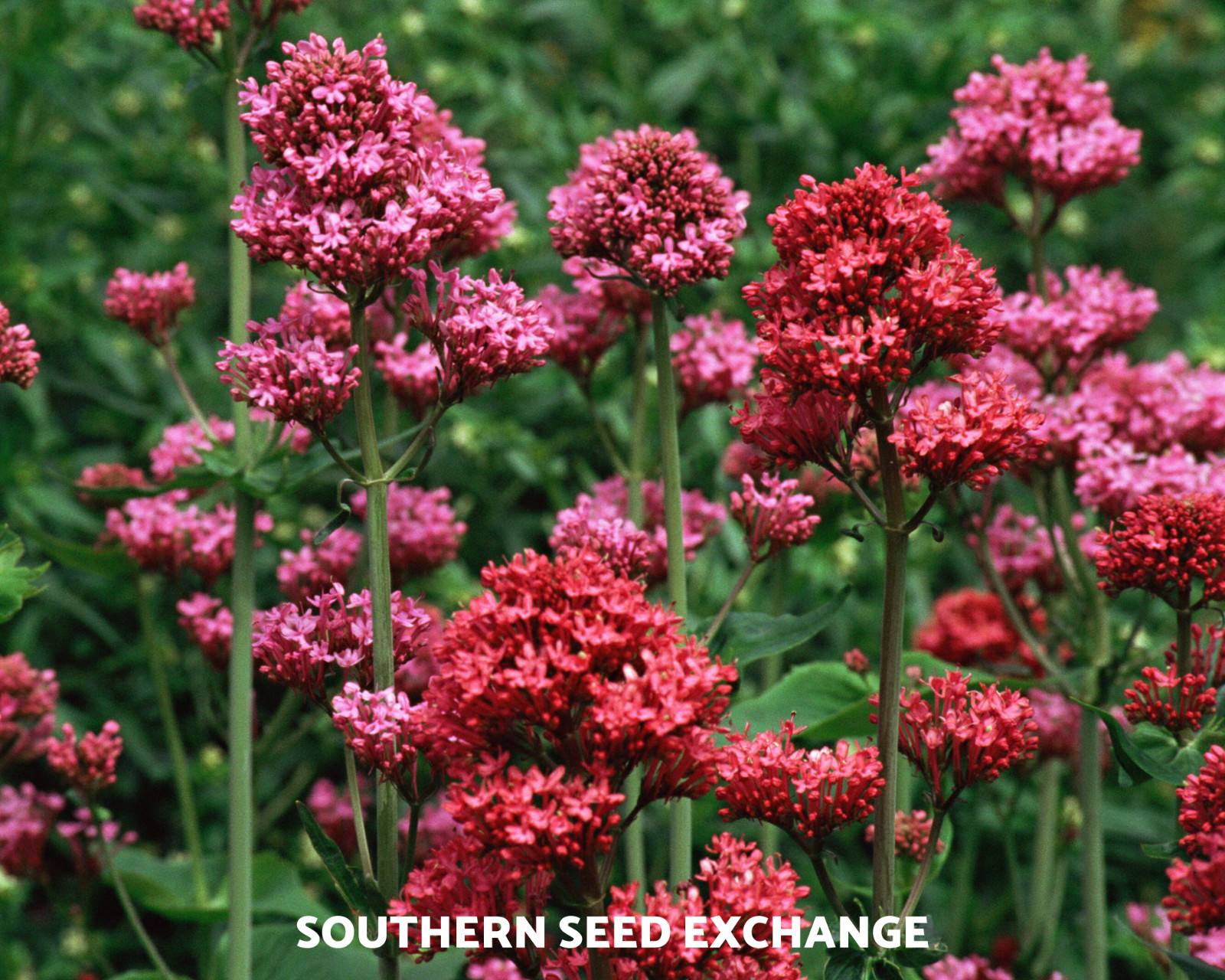 Jupiter’s Beard – Red Valerian (Centranthus Ruber) – Bee Friendly – 50+ seeds