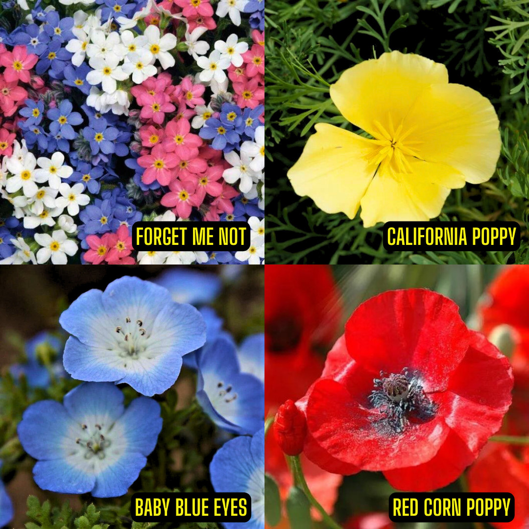 Wildflower Seed Mix