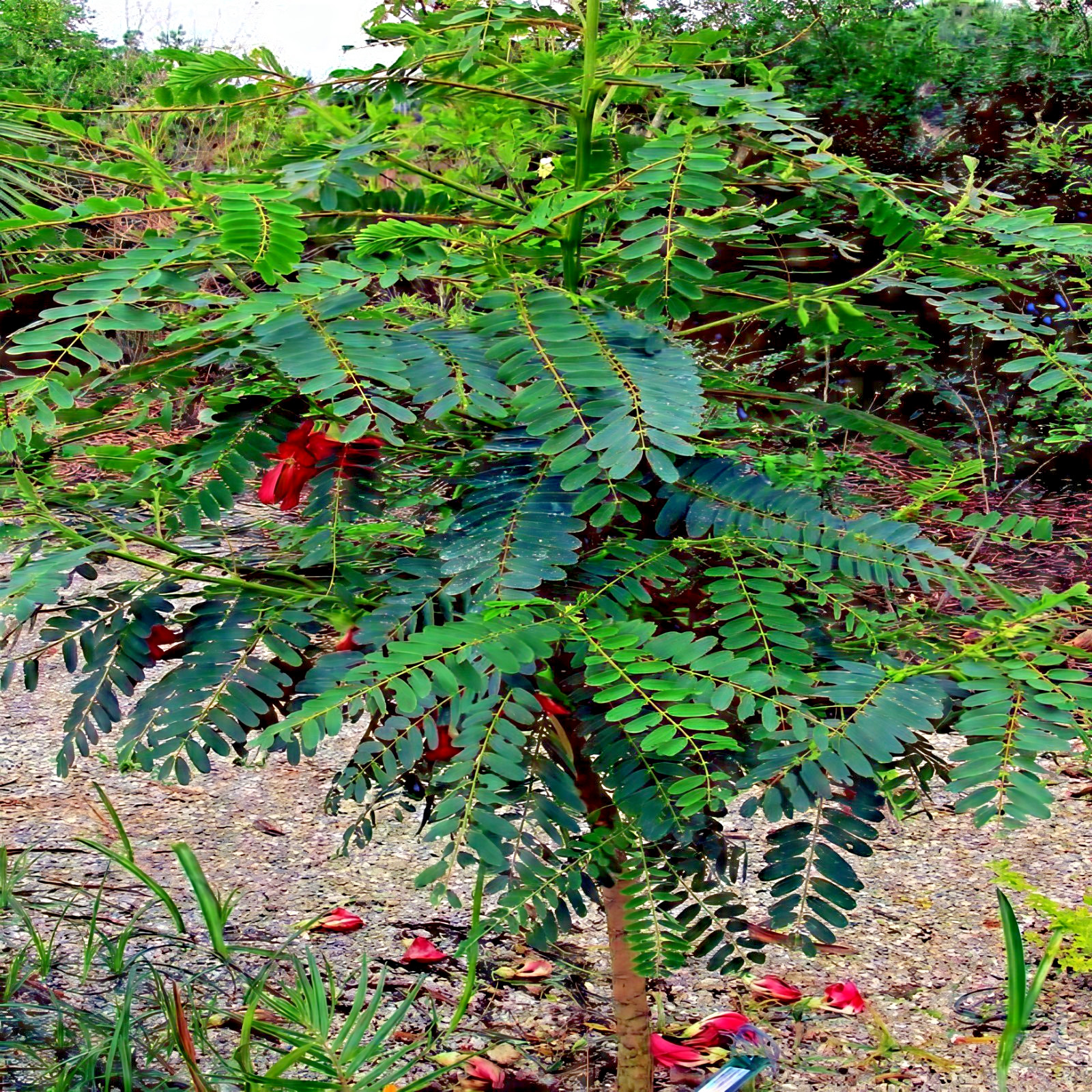20 Hummingbird Tree Seeds (Sesbania grandiflora) “Agati” Flower Plant Fast RARE