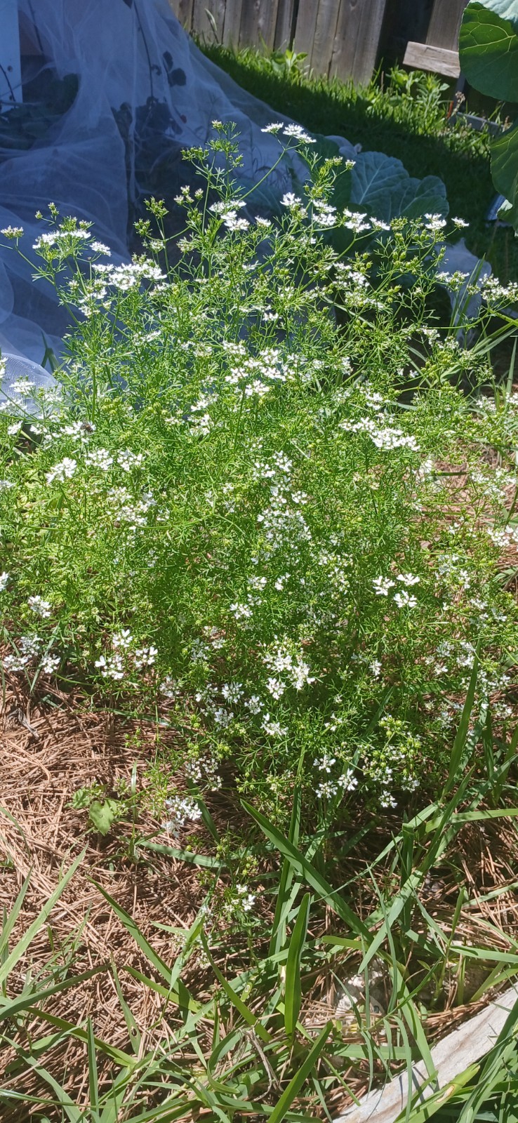 Bushy Leisure Cilantro (Coriander) Seeds / Non-GMO
